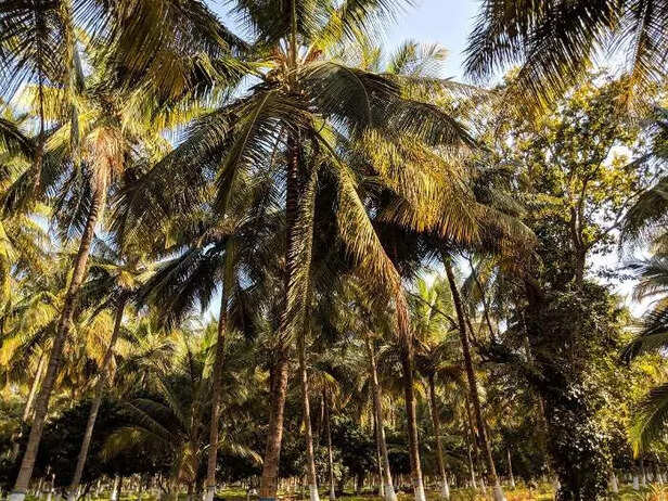 354282-coconut-farming-cabinet-meeting-narendra-singh-tomar-coconut-board-of-india-2