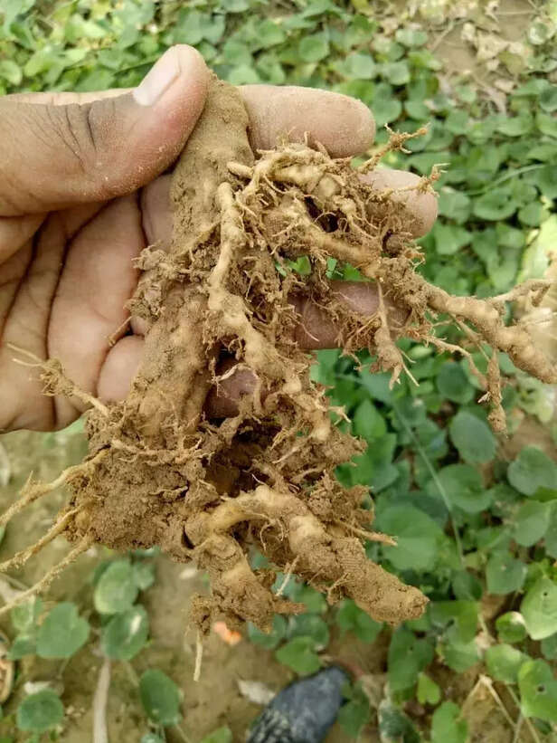 342764-whatsapp-image-2019-12-11-at-34630-pm