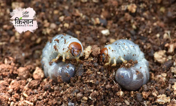 370006-white-grub-sugarcane-organic-prevention-nematodes-biological-control-of-white-grubs-2