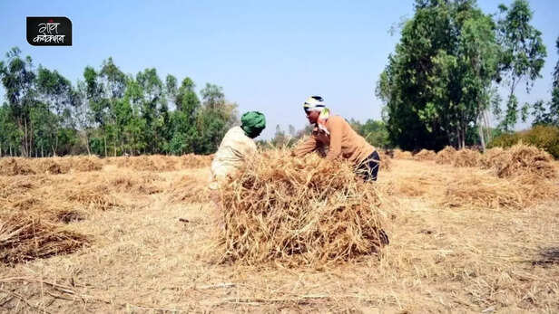 359030-summer-heat-wave-agriculture-advisory-iari-vegetable-horticulture-crops-irrigation-1