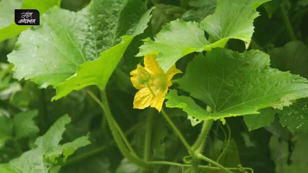 359031-summer-heat-wave-agriculture-advisory-iari-vegetable-horticulture-crops-irrigation-2