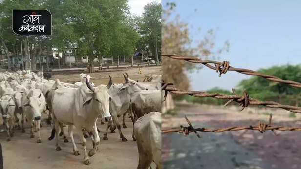 359899-fencing-scheme-farmers-farming-stray-animal-nilgai-rajasthan-agriculture-department-2