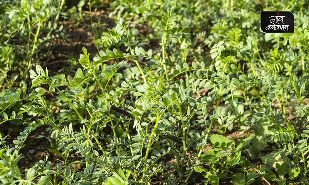 361917-chickpea-cultivation-guide-information-rabi-crops-pulses-crop-wilt-resistant-chickpea-variety-2