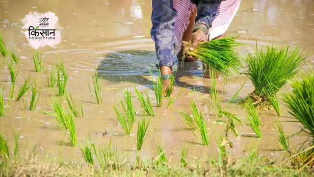 365571-paddy-farming-mirzapur-uttar-pradesh-drought-resistant-paddy-variety-monsoon-millet-cultivation-2
