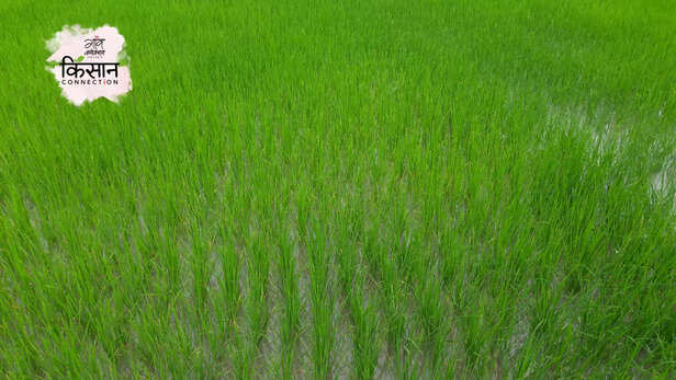 365572-paddy-farming-mirzapur-uttar-pradesh-drought-resistant-paddy-variety-monsoon-millet-cultivation-1