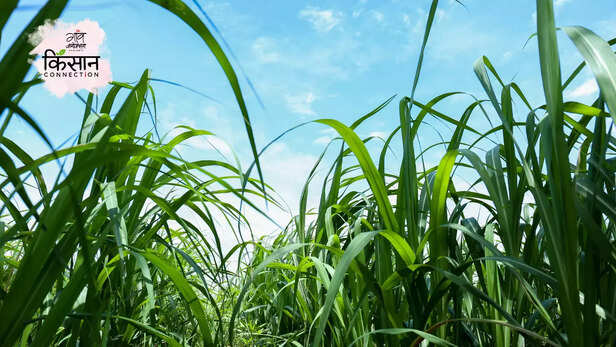 367474-gaon-moment-34