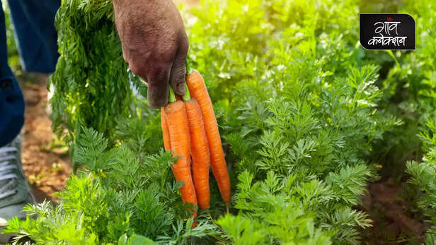 361879-agriculture-advisory-paddy-cultivation-rabi-crops-wheat-mustard-gram-pea-carrot-spring-onion-cultivation-guide-information-2