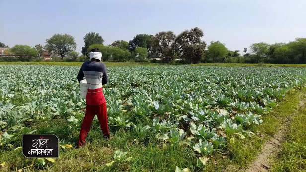 357367-iari-agromet-advisory-mustard-cauliflower-cabbage-rabi-crop-disease-pest-3
