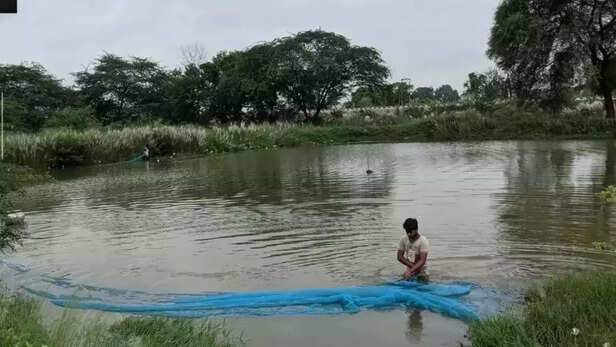 360513-fish-cultivation-july-month-important-work-fish-farming-rohu-grass-carp-common-carp-1