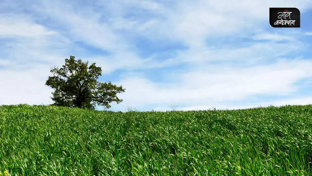 362780-wheat-sowing-irrigation-herbicide-control-wheat-cultivation-guide-agriculture-advisory-icar-iari-2