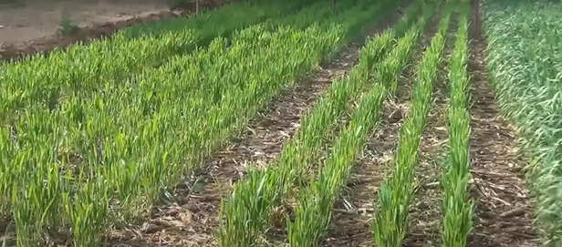 362781-wheat-sowing-irrigation-herbicide-control-wheat-cultivation-guide-agriculture-advisory-icar-iari-1