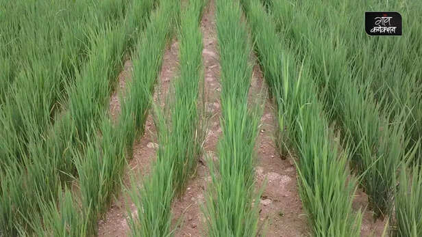359515-dsr-paddy-cultivation-method-punjab-haryana-ground-water-crisis-high-yield-direct-seeding-of-rice