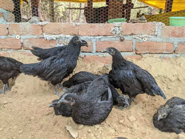 354315-kadaknath-murga-krishi-vigyan-kendra-jhabua-madhya-pradesh-icmr-post-covid-19-patient-immunity-booster-3