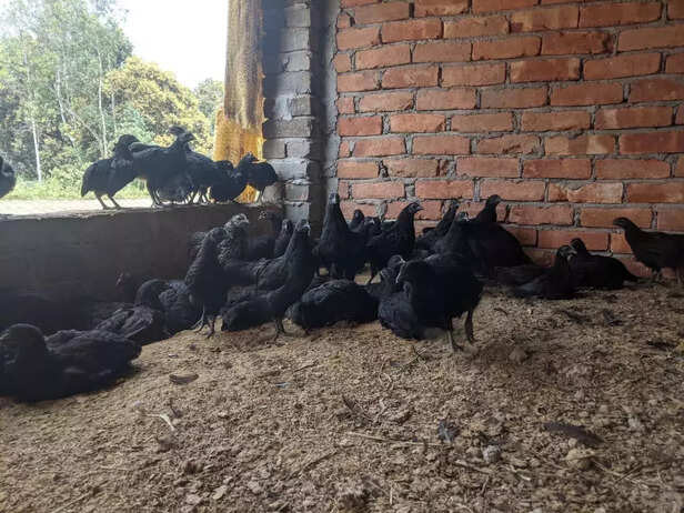 354317-kadaknath-murga-krishi-vigyan-kendra-jhabua-madhya-pradesh-icmr-post-covid-19-patient-immunity-booster-4