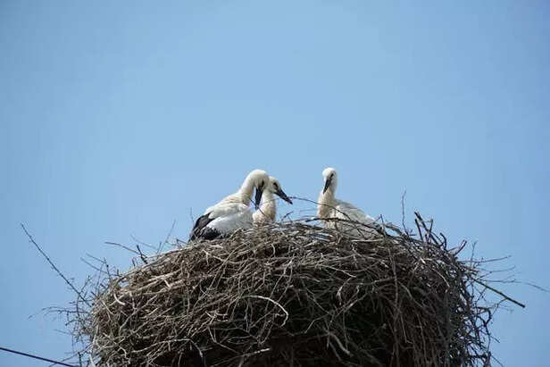 Birds Rejecting Eggs After Human Contact