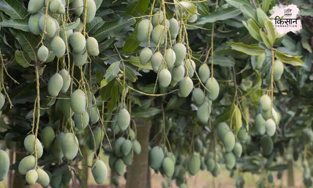 371290-mango-farming-plucking-ripening-management-marketing-strategy-2