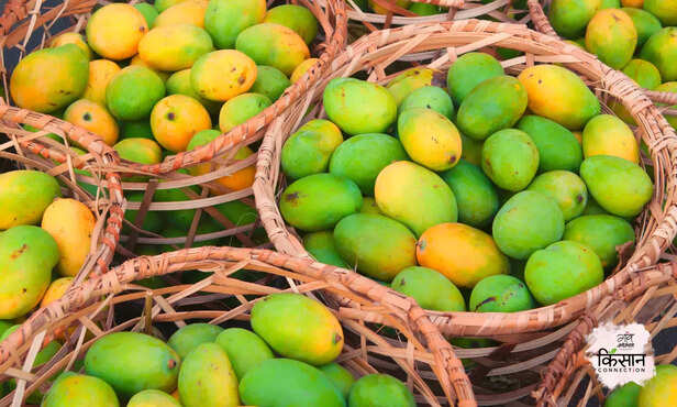 371291-mango-farming-plucking-ripening-management-marketing-strategy-4