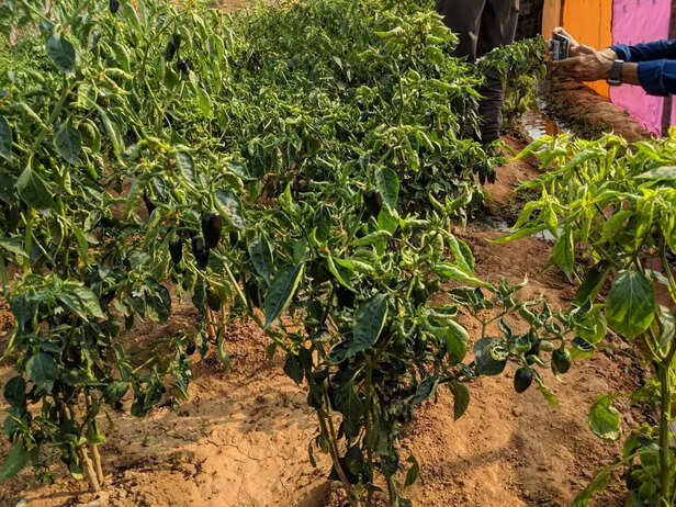 345103-img-20200401-wa0016