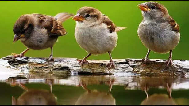 हमारी छोटी-छोटी कोशिशें गौरेया को लौटा ला सकती हैं।