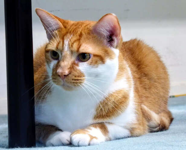 The Sweet Life of an American Shorthair