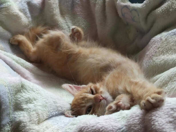 Munchkin Cat: Adorably Small &amp; Full of Personality
