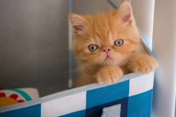 Our Adorable Exotic Shorthair Baby