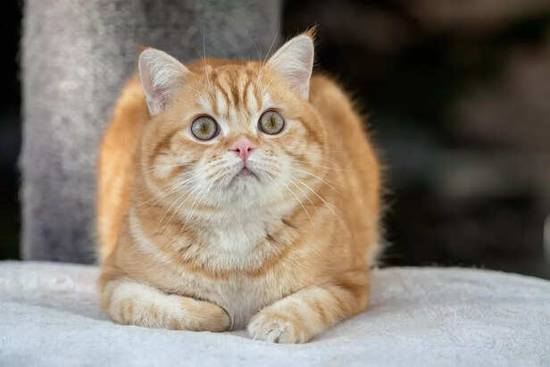 A Cute And Cuddly British Shorthair