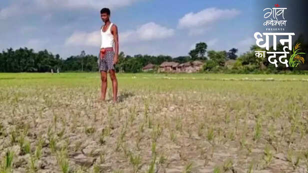 360948-paddy-kharif-crop-monsoon-drought-rice-cultivation-uttar-pradesh-sowing-rainfall-export-food-security-agriculture-3