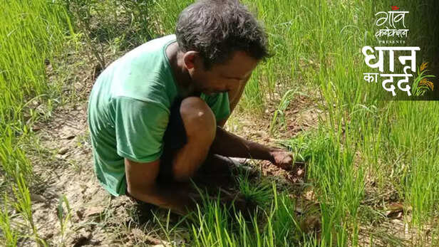 360949-paddy-kharif-crop-monsoon-drought-rice-cultivation-uttar-pradesh-sowing-rainfall-export-food-security-agriculture-1