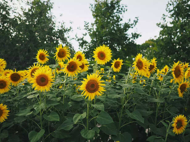 343316-sunflower-25929081920