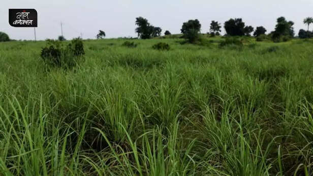356959-lemon-grass-cultivation-banka-bihar-fpo-aromatic-crop-farming-saline-soil-3