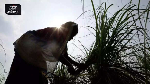 356960-lemon-grass-cultivation-banka-bihar-fpo-aromatic-crop-farming-saline-soil-1