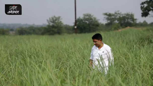 356961-lemon-grass-cultivation-banka-bihar-fpo-aromatic-crop-farming-saline-soil-2