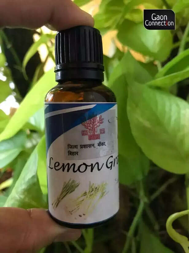 356962-lemon-grass-cultivation-banka-bihar-fpo-aromatic-crop-farming-saline-soil-4