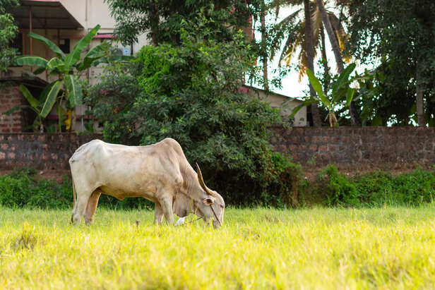 White bovine ox grazing in an agricultural field in Goa, India
