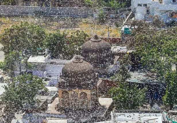 346392-locust-swarm-india-6
