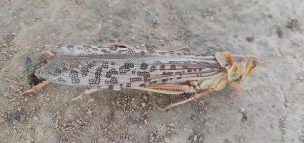 346398-locust-swarm-india-2