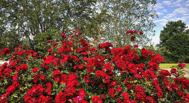 339836-rose-26899791920