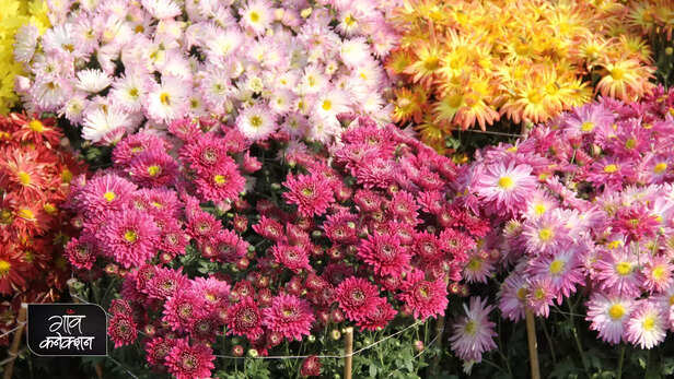 362613-chrysanthemum-coleus-show-csir-nbri-lucknow-azadi-ka-amrit-mahotsav-2