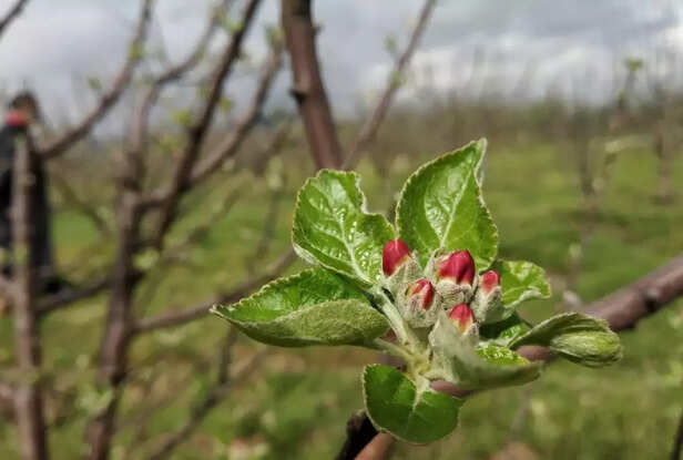 344823-whatsapp-image-2020-04-02-at-95014-am