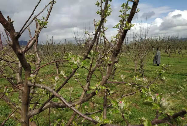 344824-whatsapp-image-2020-04-02-at-95032-am