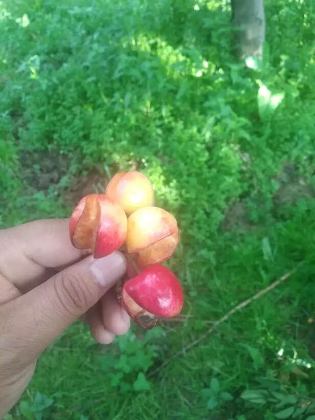 344821-whatsapp-image-2020-04-02-at-11911-pm