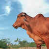 indian-indigenous-cow-breeds-history-challenges-conservation