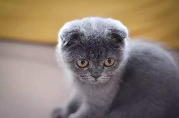Scottish Fold