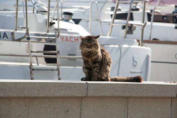 The Harbor's Guardian.