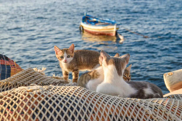 Island Life: Kittens of Aoshima