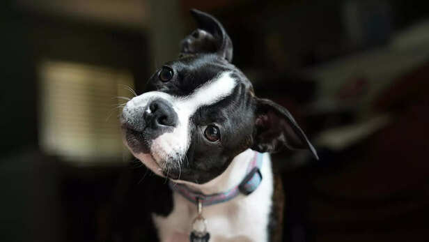Pups are Trying to Get a Finer View of Our Expression