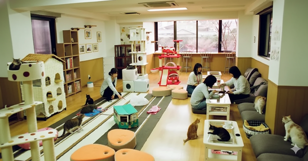 Unwind with Felines: Japan's Cozy Cat Cafe Scene