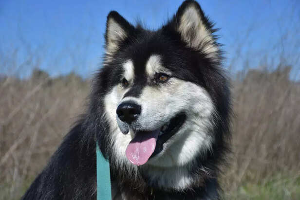 Siberian Husky 