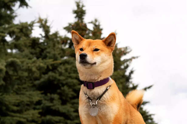 Shiba Inu Showing the Iconic Shiba Pose
